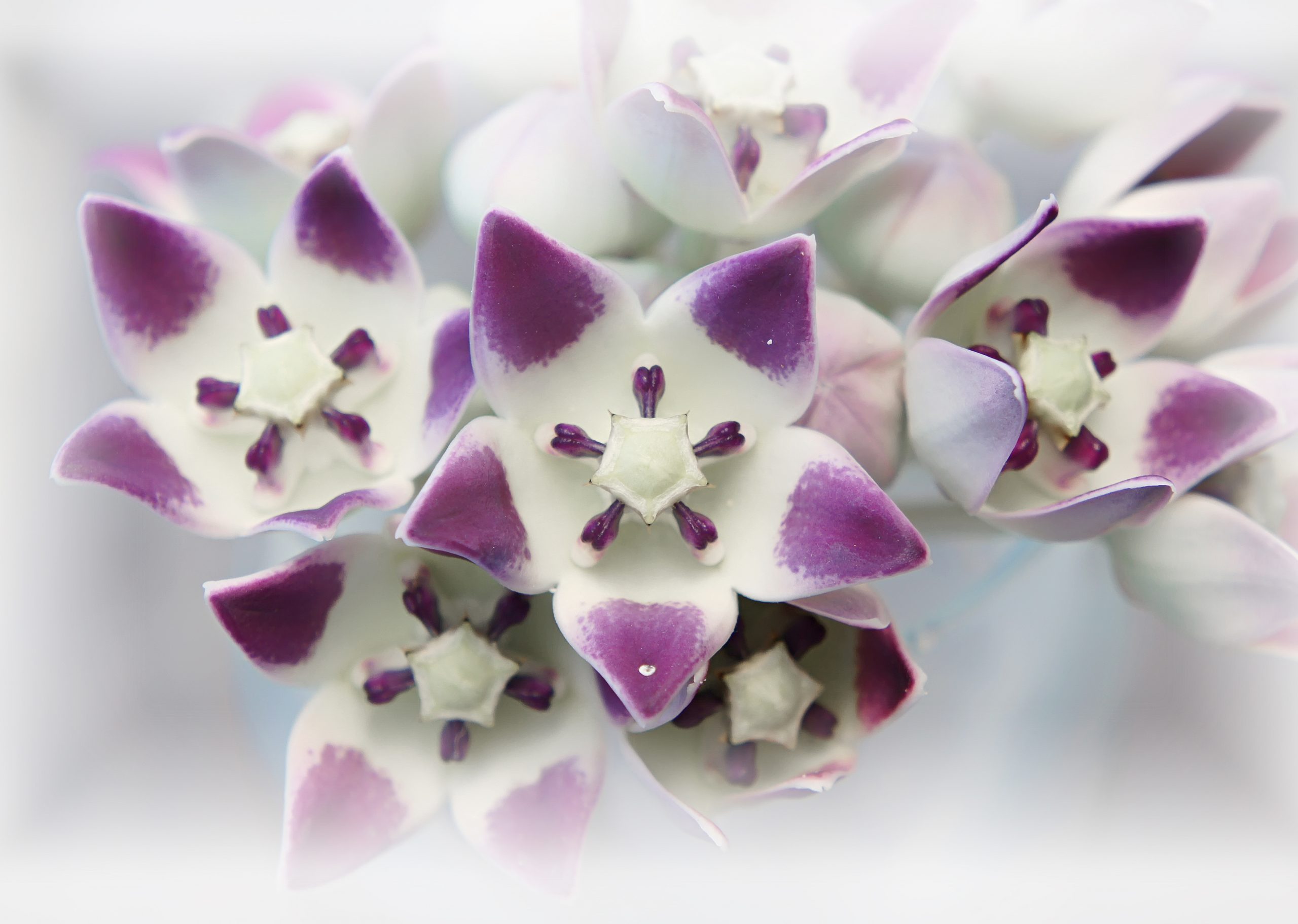 flower_1 Kopie